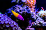 Bicolor Dottyback Fish