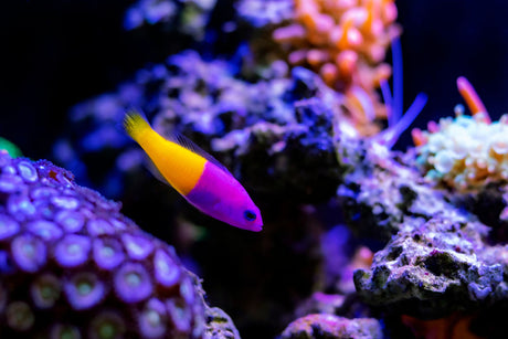 Bicolor Dottyback Fish
