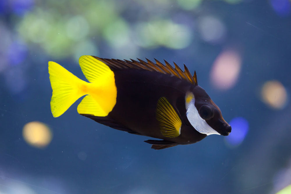 Bicolor Foxface