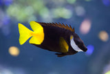 Bicolor Foxface