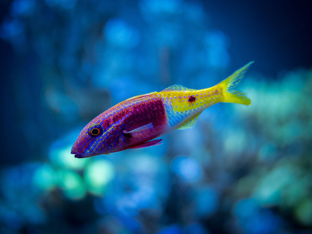 Bicolor Goatfish