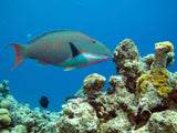 Bicolor Parrotfish