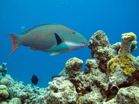 Bicolor Parrotfish