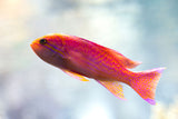 Bimaculatus Anthias