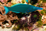 Bird Wrasse Fish