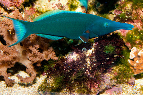 Bird Wrasse Fish