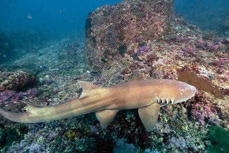 Black Banded Cat Shark