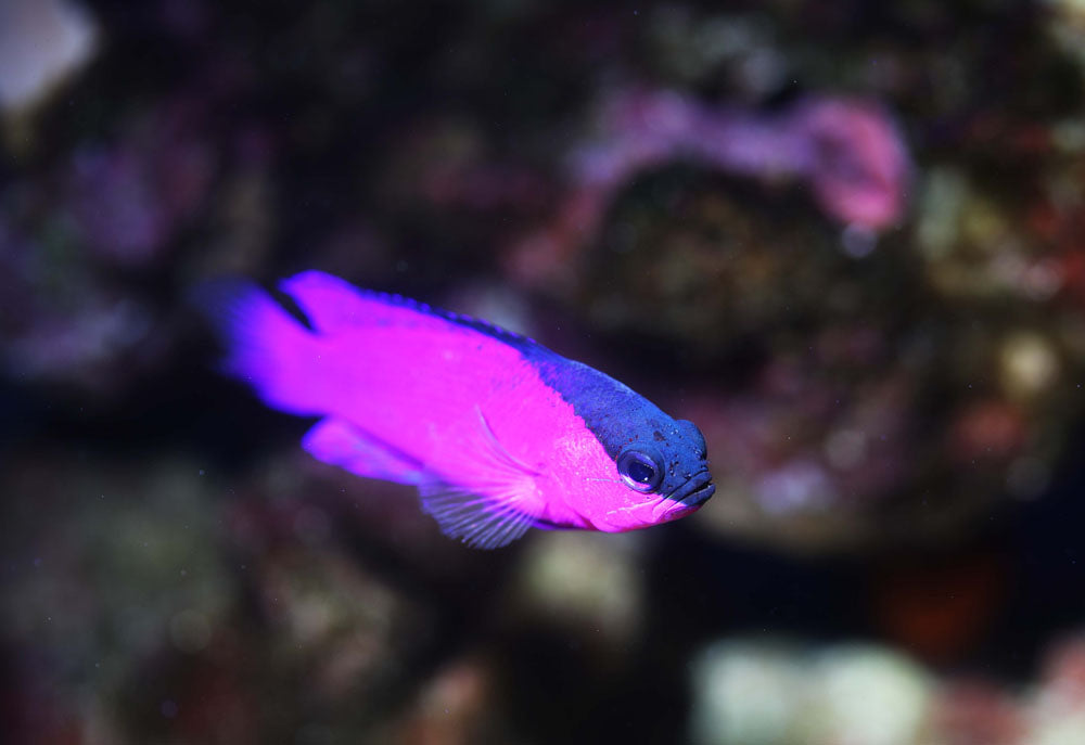 Black Cap Basslet