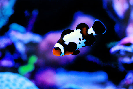 Black Ice Snowflake Clownfish