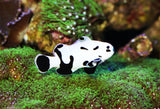Black Storm Clownfish
