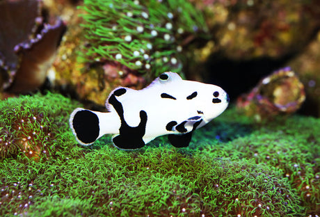 Black Storm Clownfish