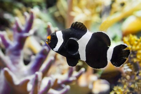 Black and White Clownfish