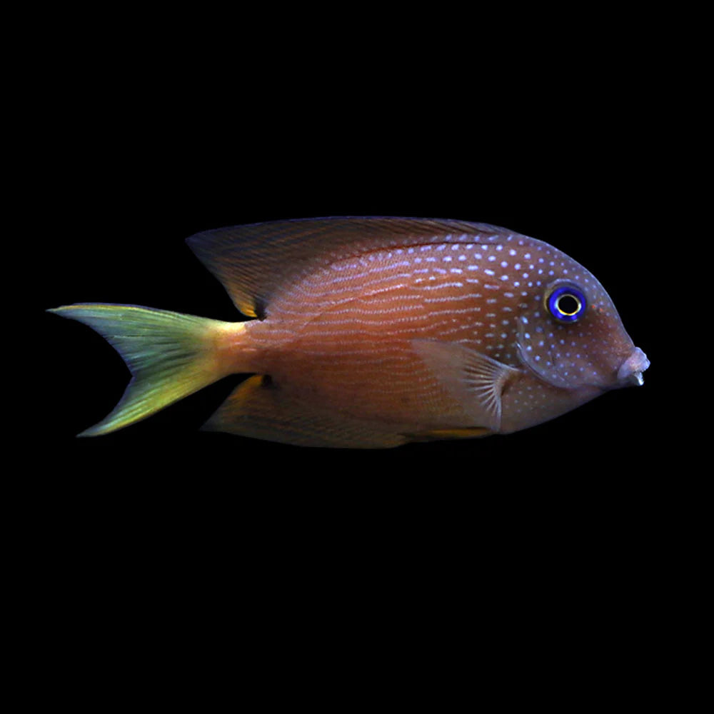 Blue Eye Kole Tang Fish