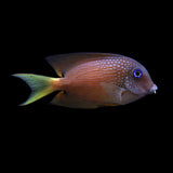 Blue Eye Kole Tang Fish