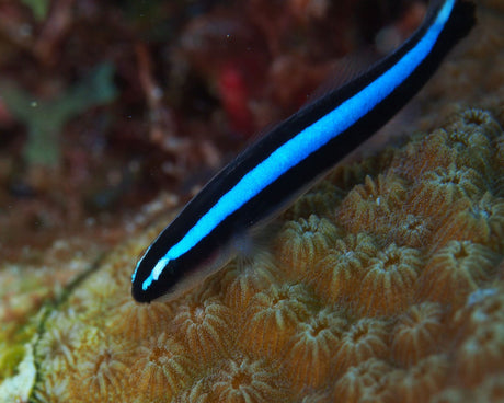 Blue Neon Goby Fish