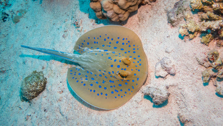 Blue Spot Ray