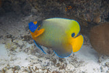 Blueface Angelfish