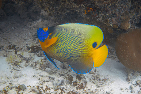 Blueface Angelfish