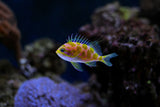 Borbonius Anthias