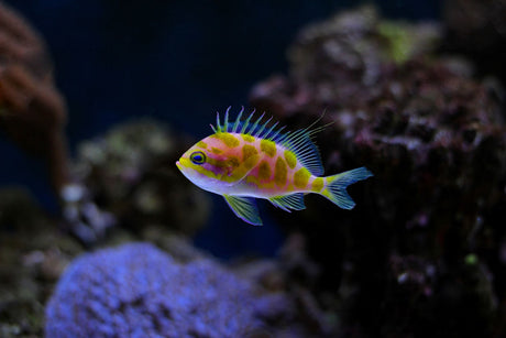 Borbonius Anthias