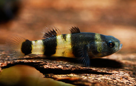 Bumblebee Goby Fish