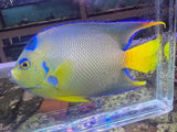 Townsend Angelfish