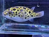 Saltwater Green Spotted puffer