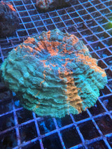 Large Meteor shower acanthophyllia WYSIWYG