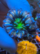 Orange green Small Cynaria WYSIWYG