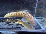 Leopard Cusk eel