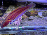 Laboutei wrasse