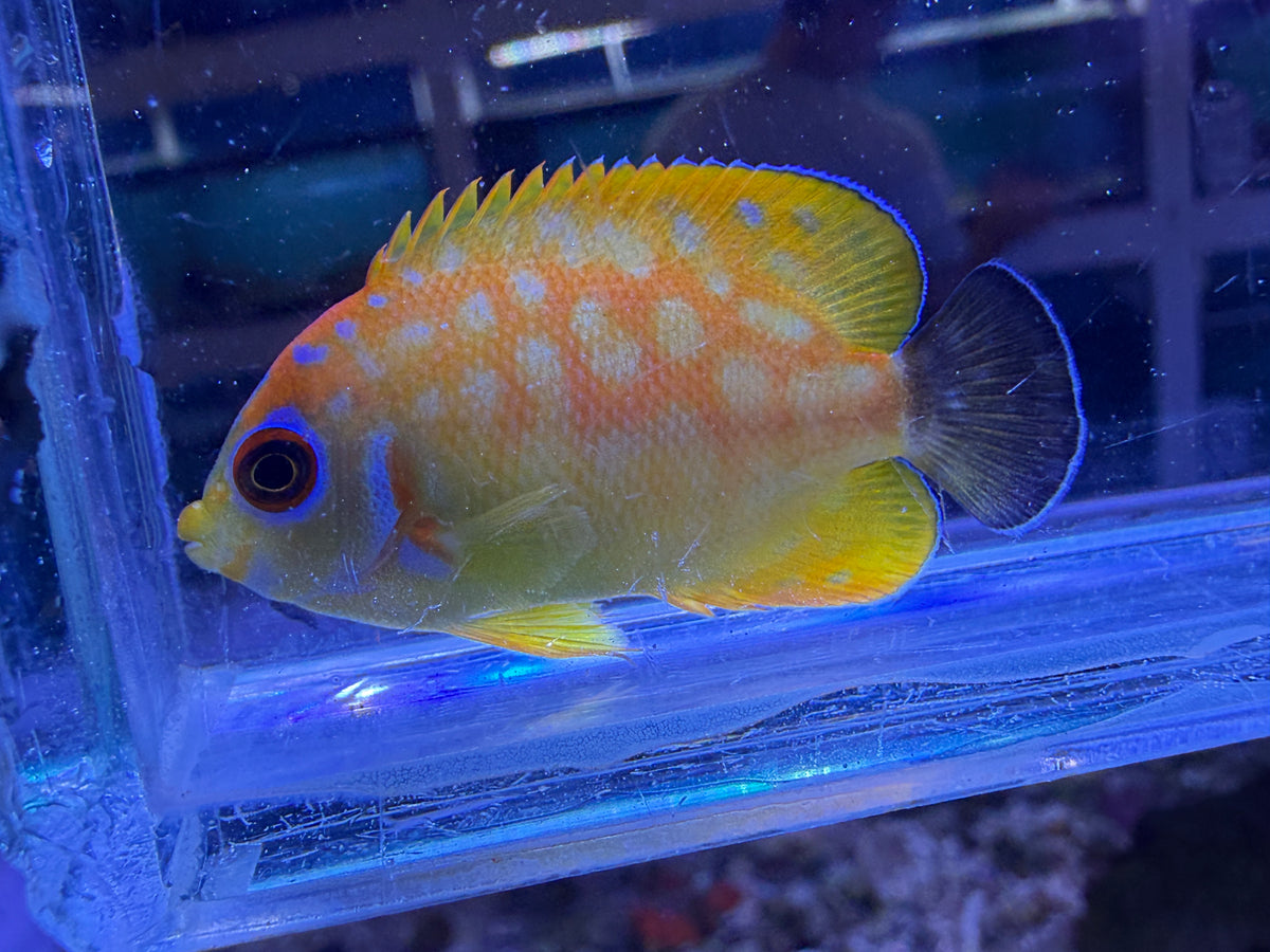 RARE Leopyge lemonpeel hybrid angelfish #5