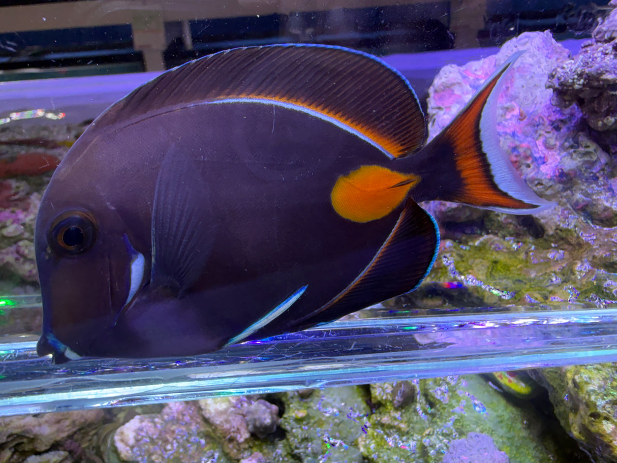 Achilles Tang