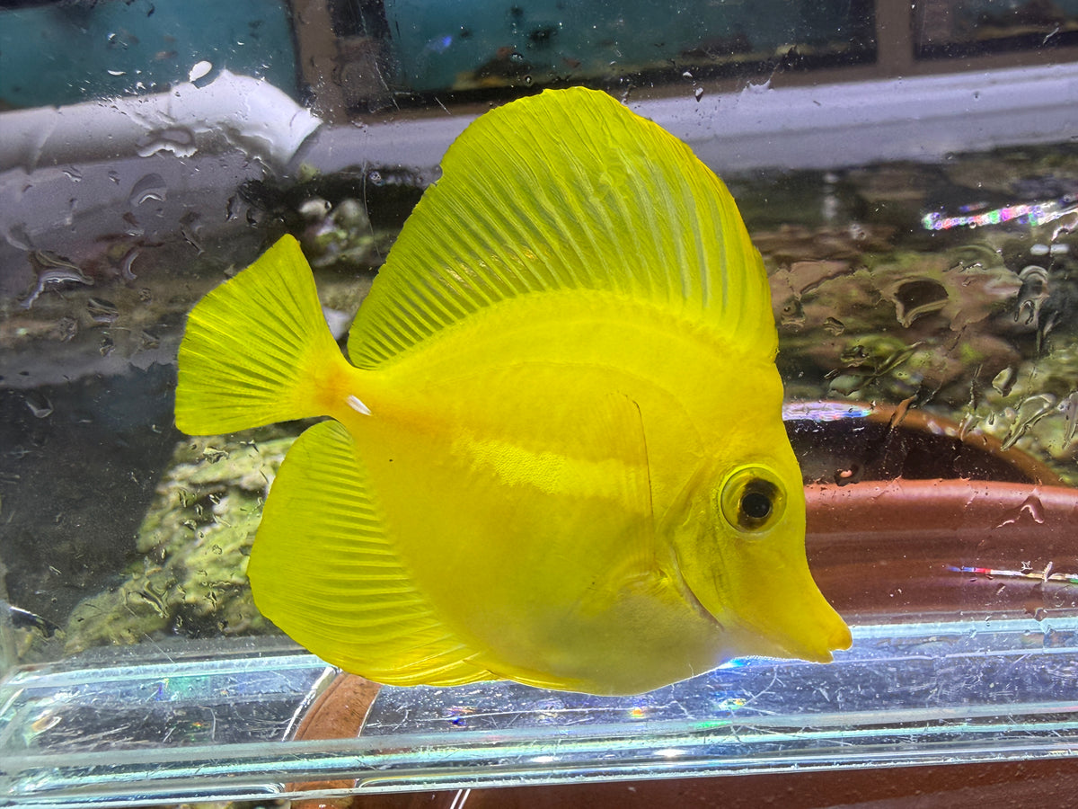 Yellow Tang Fish