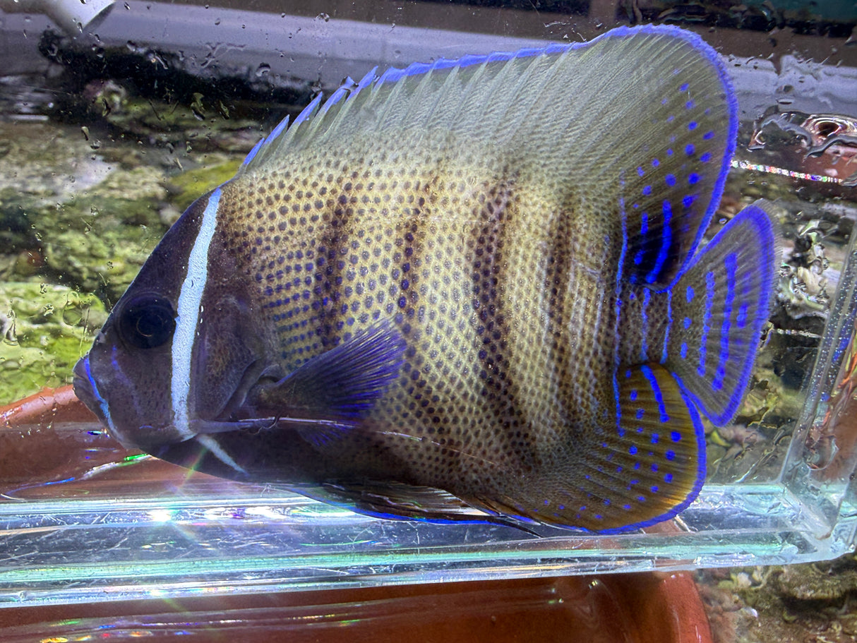 Six bar angelfish