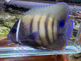 Six bar angelfish