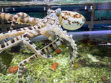 Mimic octopus