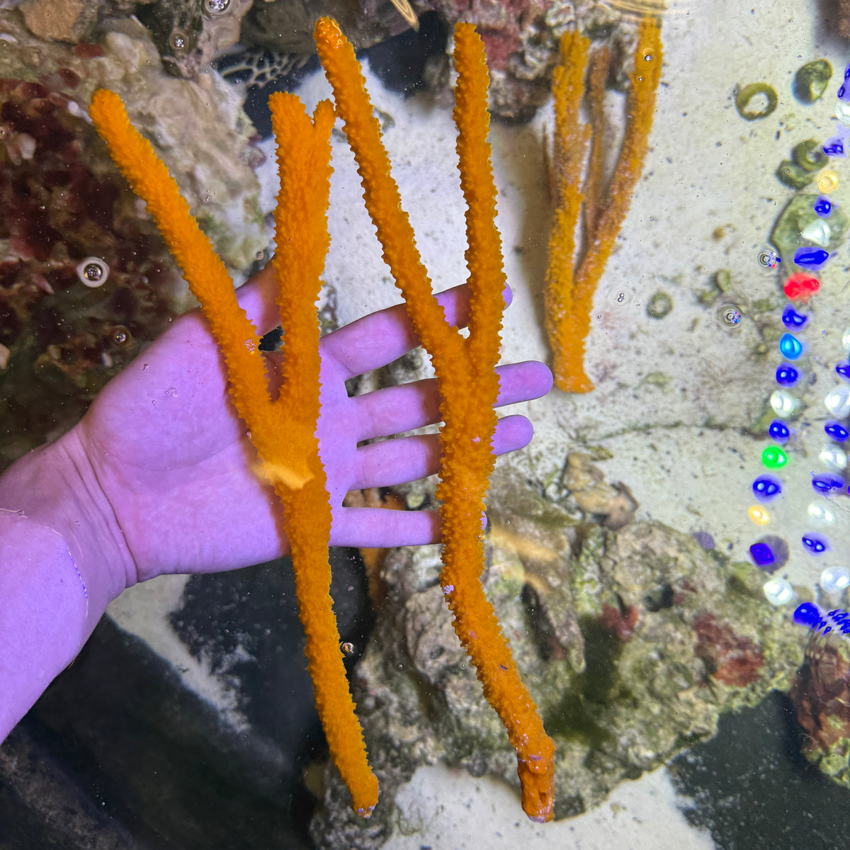 Orange tree sponge – Discover Aquatics Shop