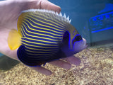 Large emperor angelfish