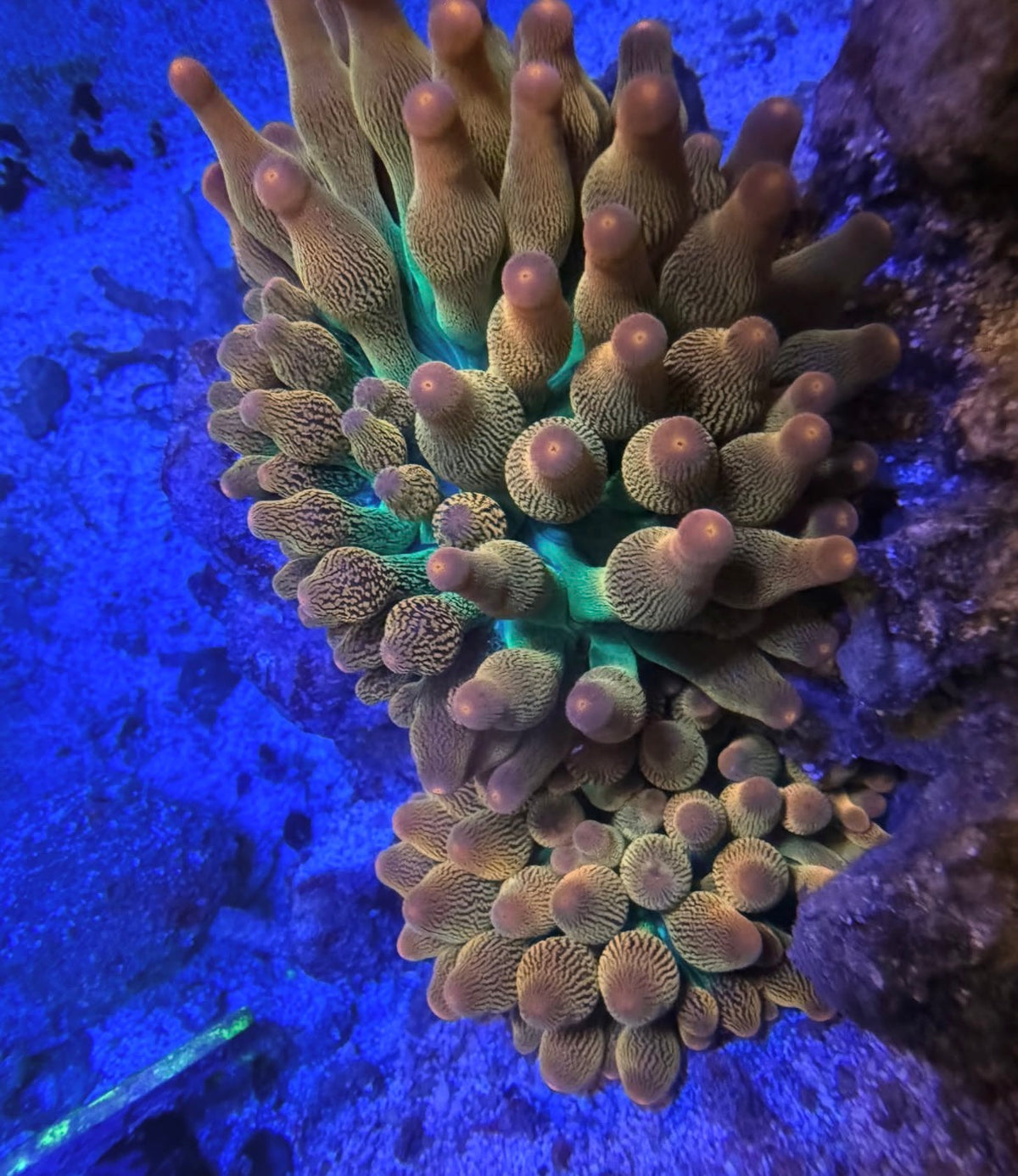 Rainbow Bubble Tip Anemone