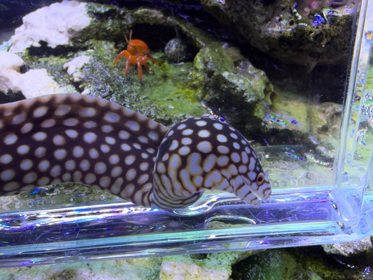 Small African dragon eel 12in