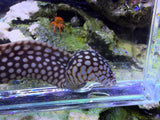 Small African dragon eel 12in