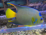 Townsend Angelfish