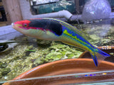 Royal Pencil wrasse