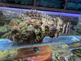 Red Scorpionfish