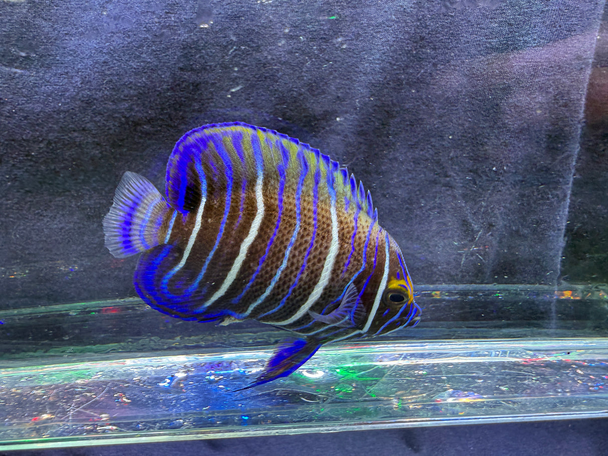 Juvenile Blueface Angelfish – Pomacanthus xanthometopon
