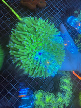 XLG Long tentacle plate coral heliofungia