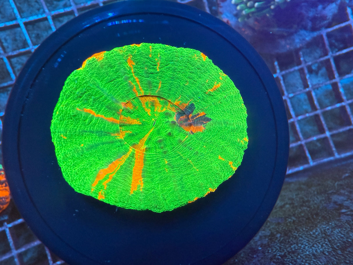 Bleeding apple Scoly 2