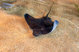 California Bat Ray