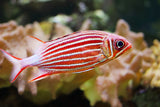 Candy Cane Squirrelfish